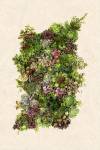 Collective Succulents by Barloga