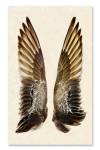 GADWALL DUCK WINGS GRAND FORMAT by Barloga