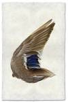 Mallard wing-Right  by Barloga