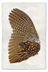 Ring neck pheasant wing-left Nepalese paper 20x30 by Barloga