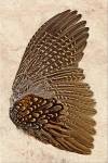 Ring Neck pheasant wing-right by Barloga