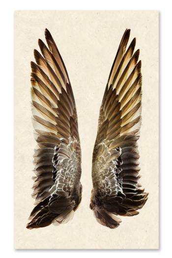 GADWALL DUCK WINGS GRAND FORMAT