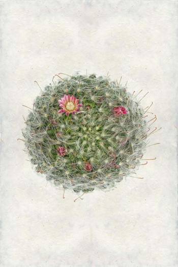 Powder Puff Cactus 40 x 60"