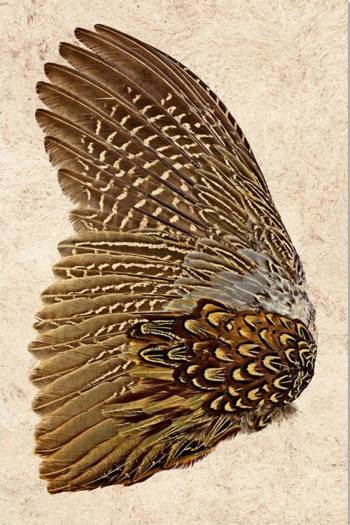 Ring Neck Pheasant Wing Left