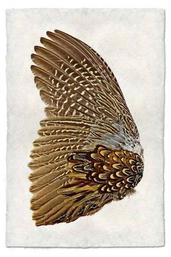 Ring neck pheasant wing-left Nepalese paper 20x30