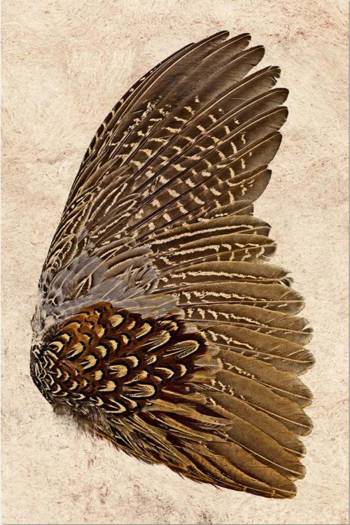 Ring Neck pheasant wing-right